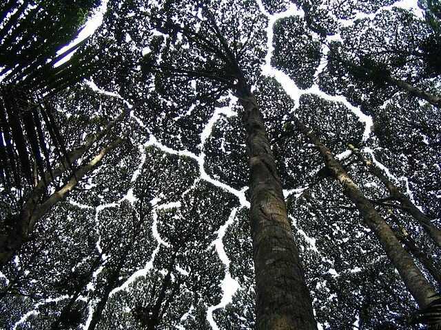 Crown Shyness